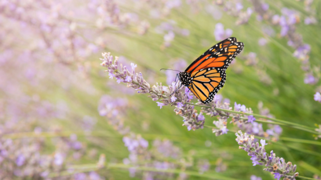 UK lavender field guide