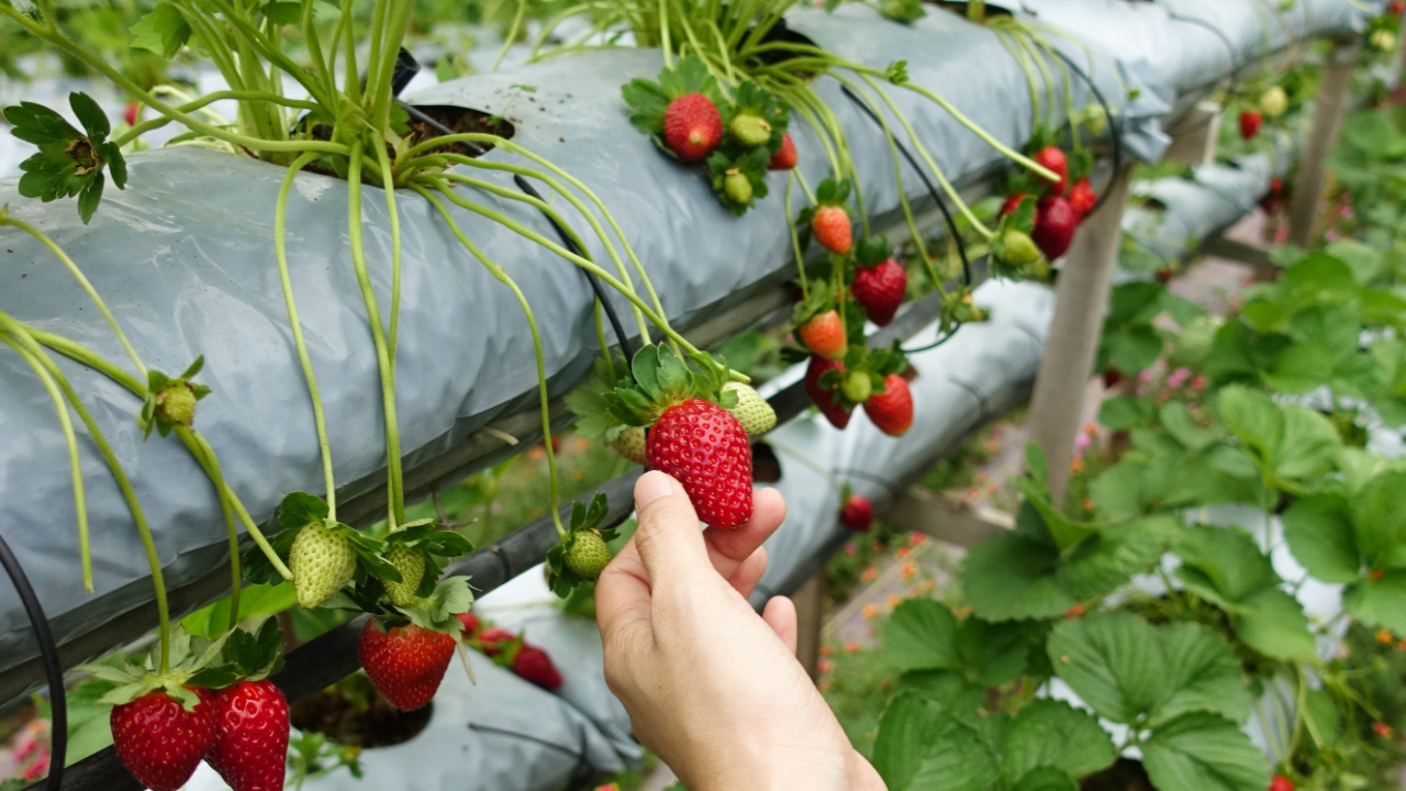 Fruit Picking Jobs In The UK