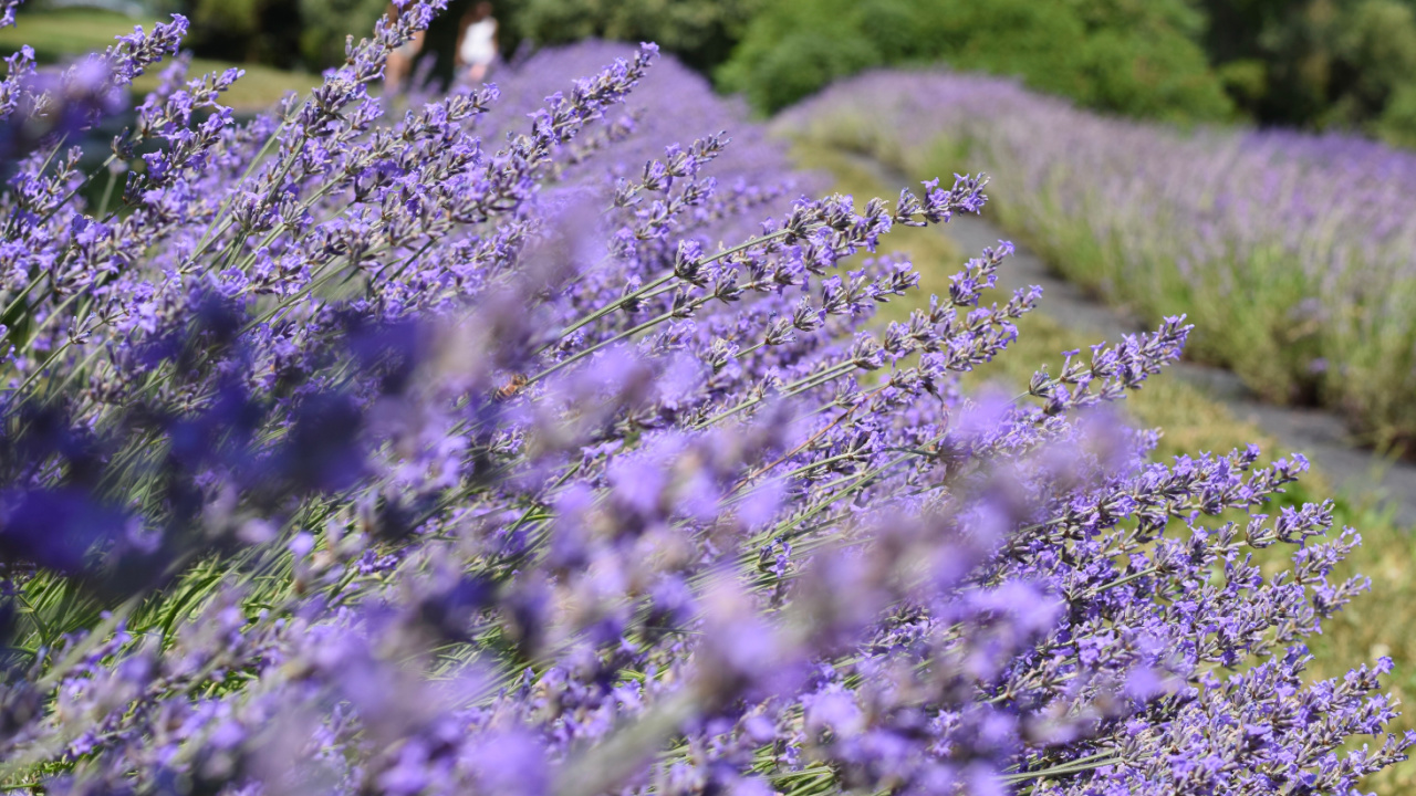 Lavender fields UK