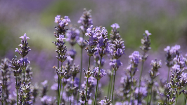 UK lavender field guide